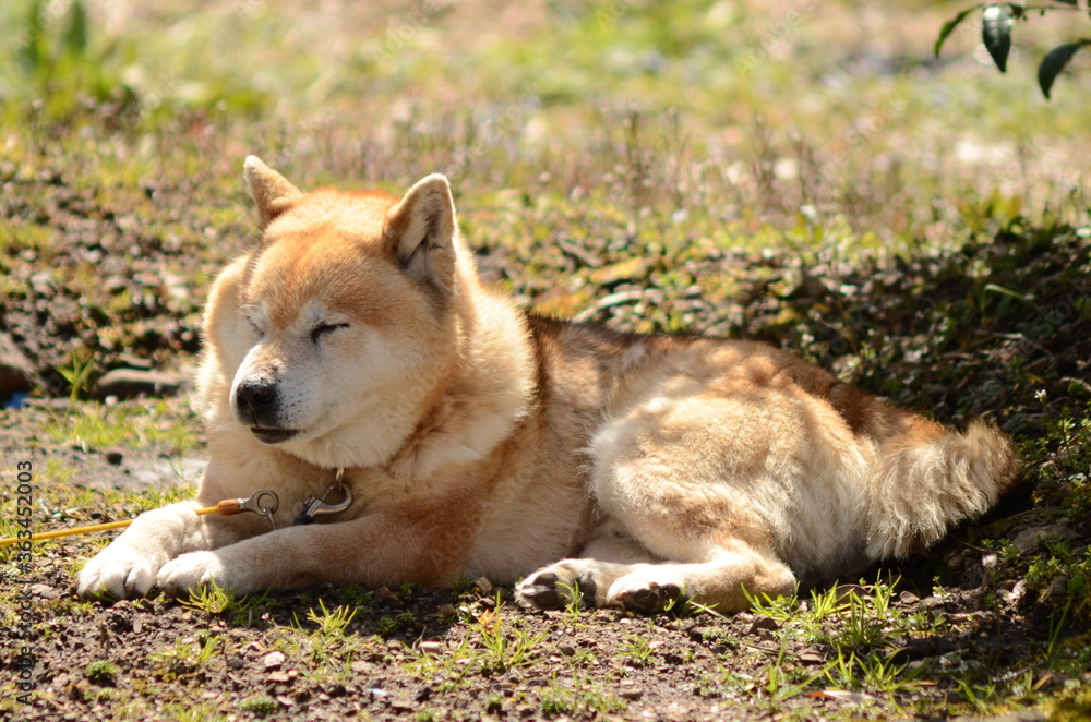 柴犬