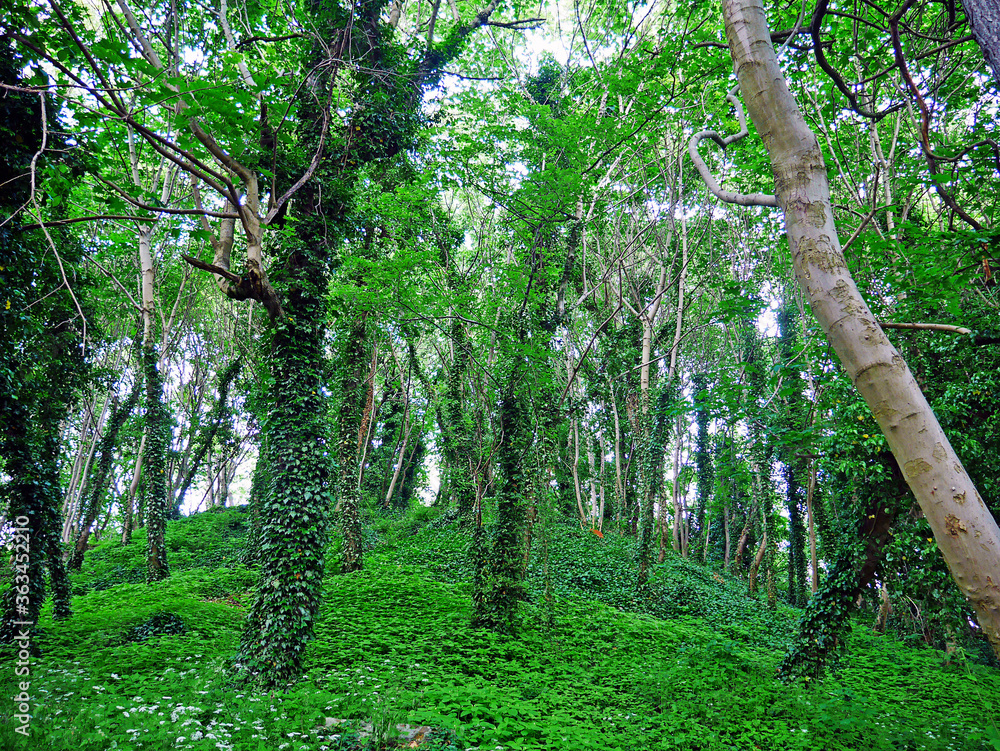 trees in the park trees in the park