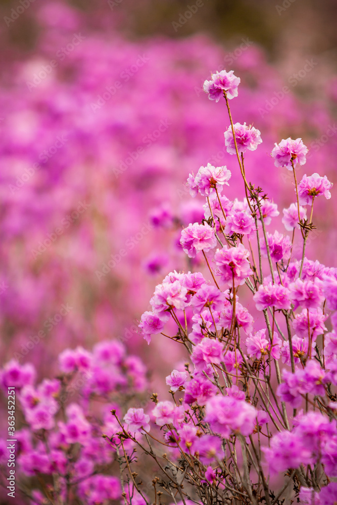 Obraz premium wild pink azaleas