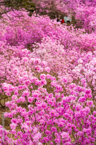 Wallpaper Mural a field of wild pink azaleas Torontodigital.ca