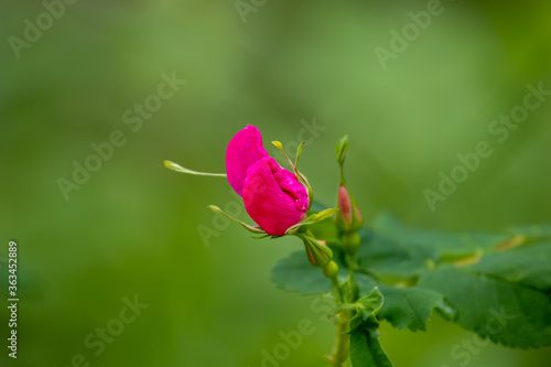 Foto wild rose budding