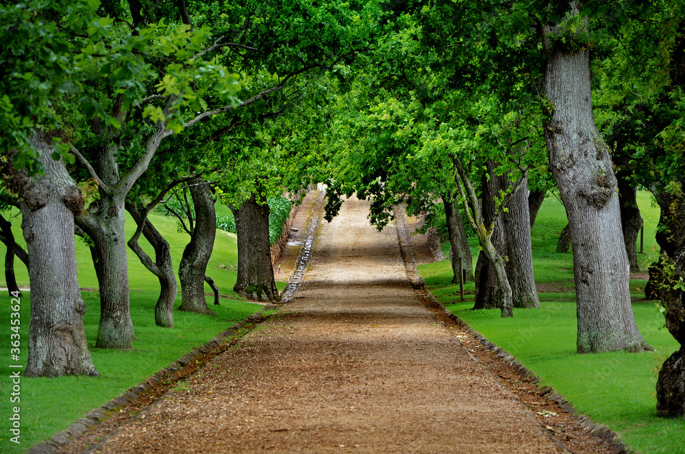 Beautiful stony alley road through tunnel of big old green oak trees at Groot Constantia, South Africa