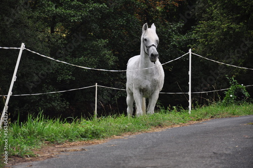 Weißes Pferd am Straßenrand