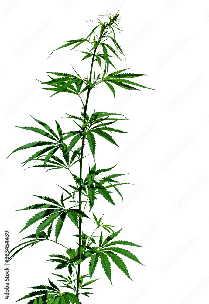 A plant of marijuana isolated on the white background. Selective focus.