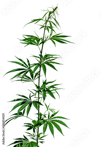 A plant of marijuana isolated on the white background. Selective focus.