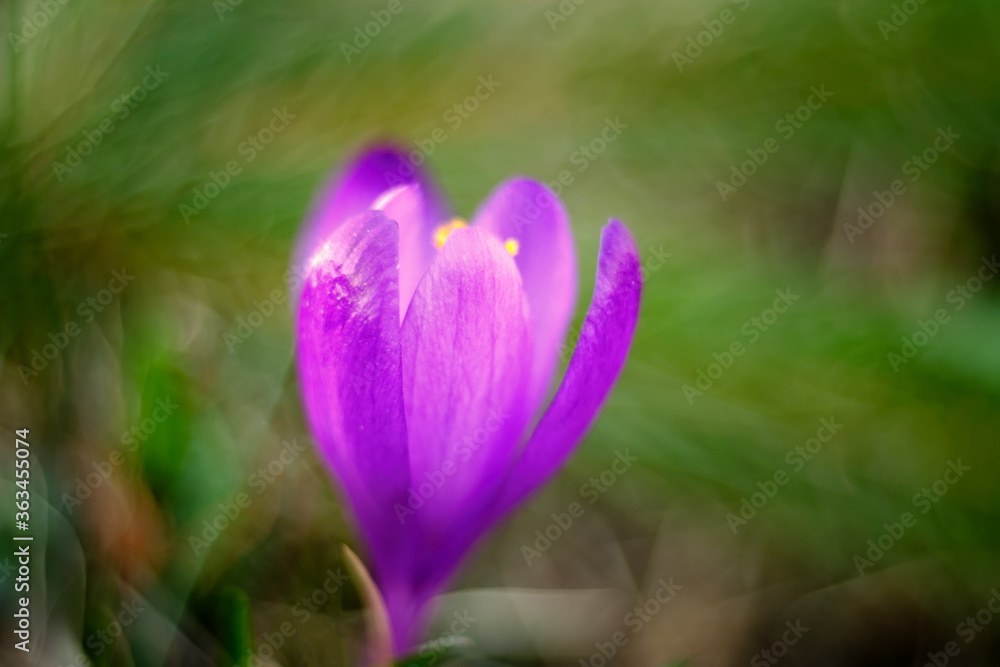 beautiful spring landscape with flower Crocus sativus beautiful spring landscape with flower Crocus sativus