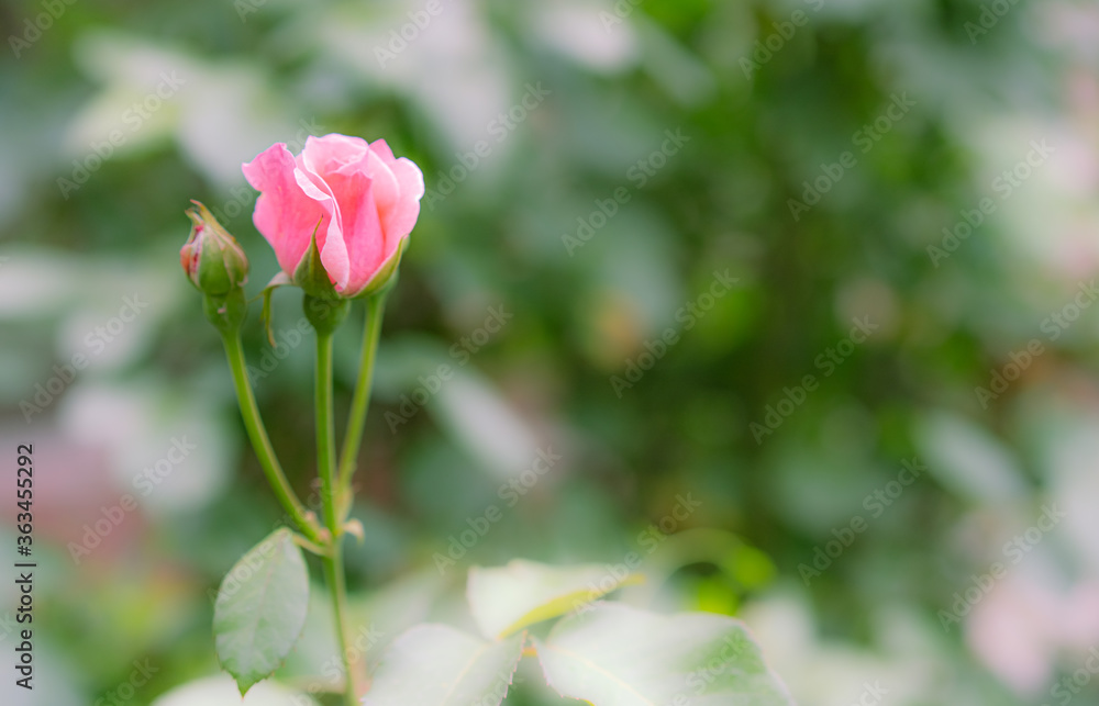 Growing rose on foliage background Growing rose on foliage background