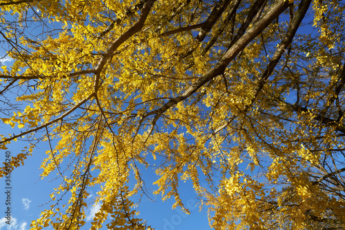 青空を背景に黄色に色付いたしたイチョウの葉