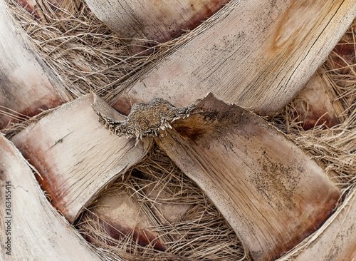 The bark of palm background