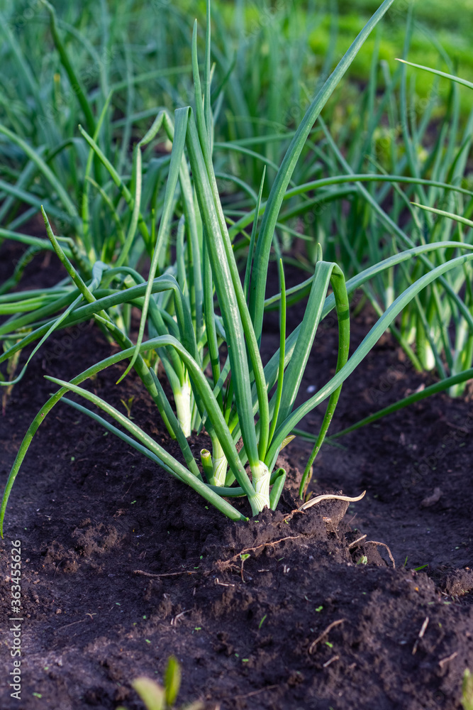 green feathers of onions grow in a garden in clear land. Growing a natural product in agriculture green feathers of onions grow in a garden in clear land. Growing a natural product in agriculture