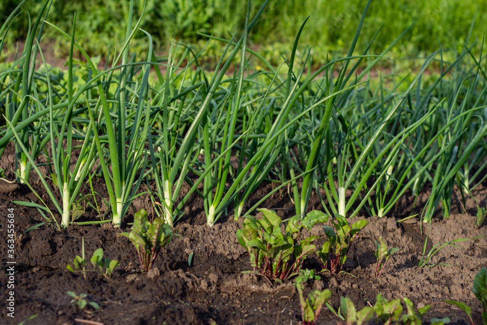 Beds of fresh green onions grow in the ground, next to the bushes of buryak Beds of fresh green onions grow in the ground, next to the bushes of buryak