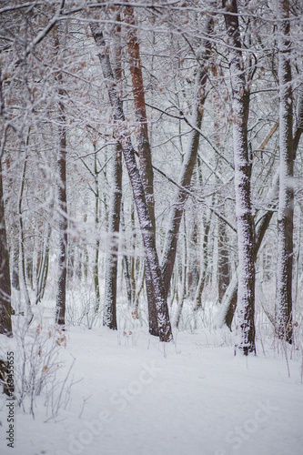 trees in the snow in winter