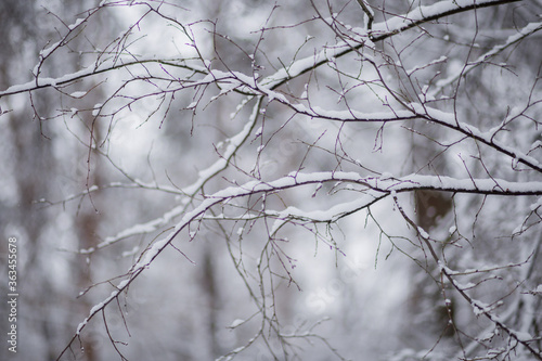 trees in the snow in winter © dyachenkopro