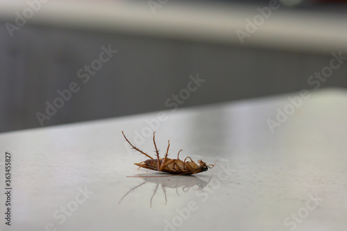 Dead Cockroach On A Kitchen Bench