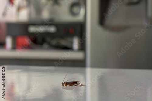 Cockroach In The Kitchen photo