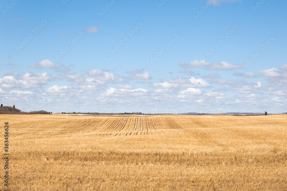Rolling golden field and a blue sky Rolling golden field and a blue sky