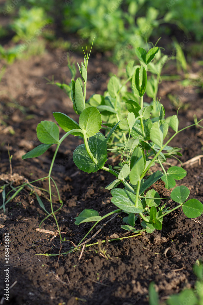 pea bush grows in the garden. Agriculture and growing vegetables in the village.Horizontal view pea bush grows in the garden. Agriculture and growing vegetables in the village.Horizontal view