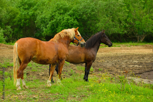 Two free horses are standing against the background of the trees.