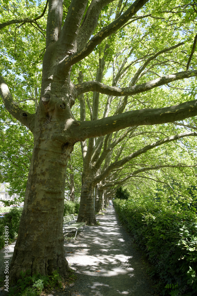 Fototapeta premium une allée bordée d'arbre dans un parc - Zurich 