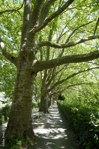 une all  e bord  e d arbre dans un parc - Zurich 