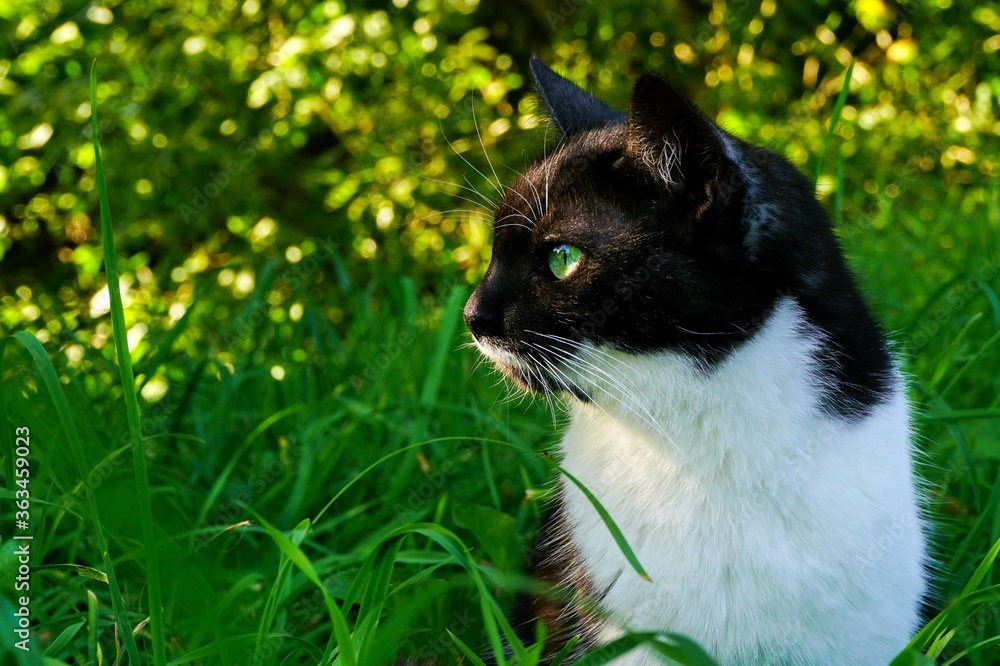 a black and white domestic cat sits in the high green grass and looks away, a summer sunny day