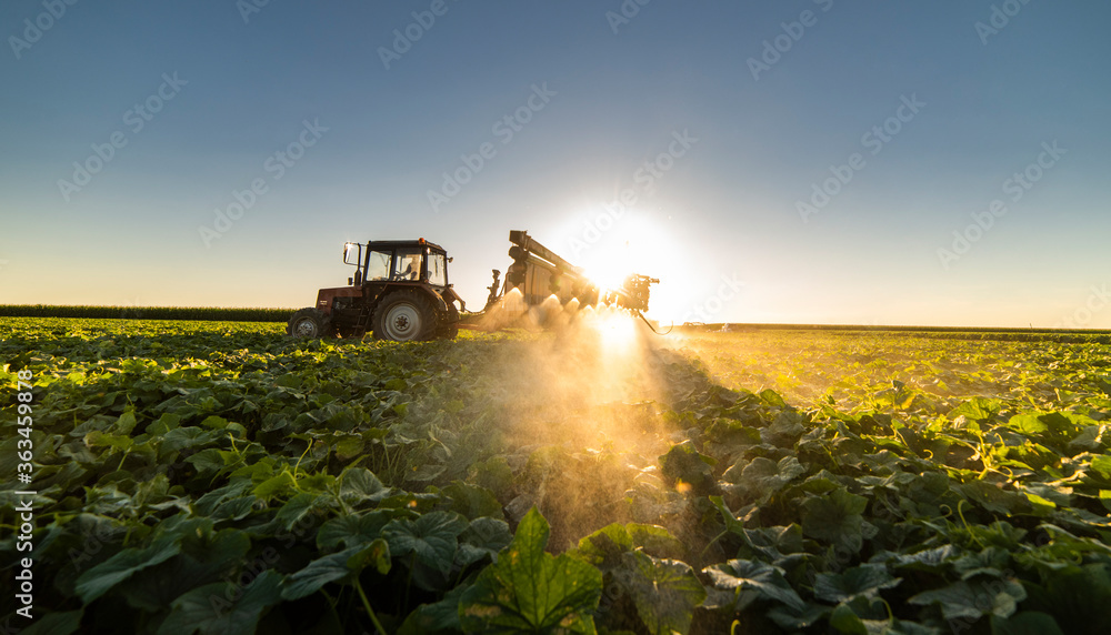 Fototapeta premium Tractor spraying vegetable field in sunset.