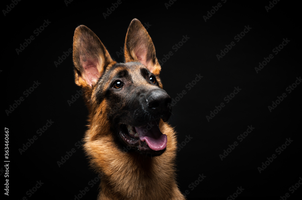 Portrait of a German shepherd in front of an isolated black background. Close-up of a German shepherd in profile view isolated black background.