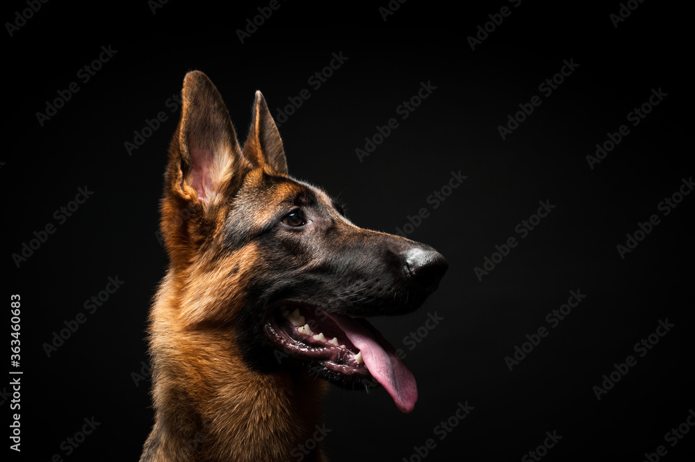 Portrait of a German shepherd in front of an isolated black background. Close-up of a German shepherd in profile view isolated black background. Portrait of a German shepherd in front of an isolated black background. Close-up of a German shepherd in profile view isolated black background.
