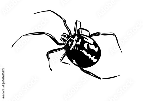 spider isolated on white background