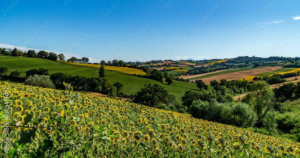 Paesaggio delle colline marchigiane con primo piano di un campo di girasoli