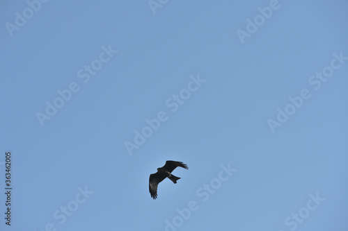 Black kite on a background of blue sky