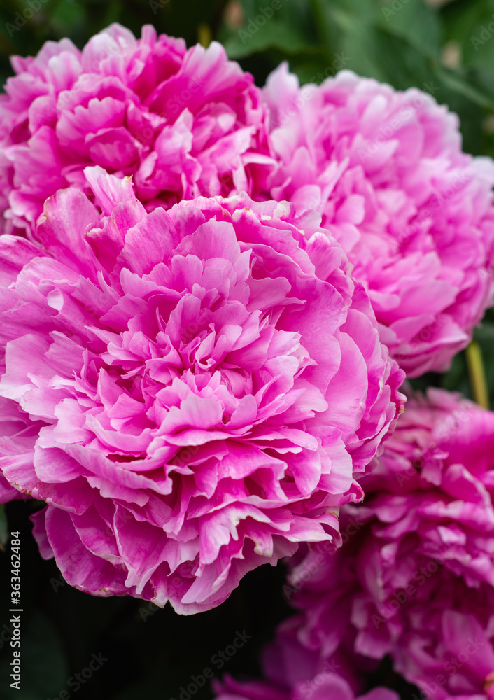 Beautiful pink peonies on nature background