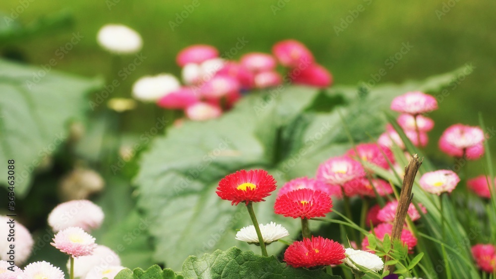 Red daisies on a green background, spring in the garden Red daisies on a green background, spring in the garden