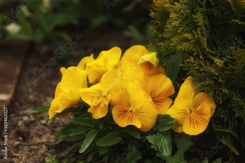 Yellow pansies under a thuja bush, spring in the garden photo