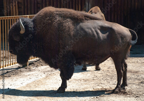 Wild bull, bison of dark brown color, horns