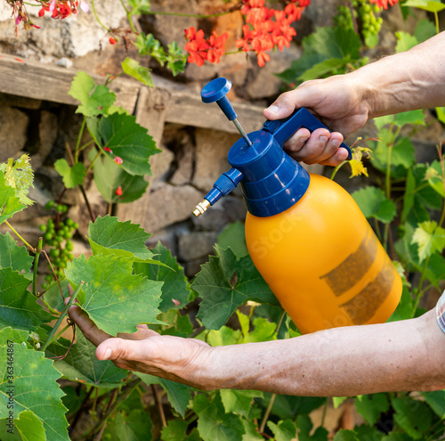 Male gardener spraying grapevine from vermin using sprayer