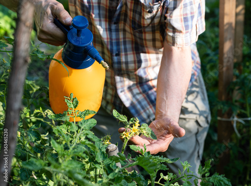  Spraying insecticide on tomato plants from bad insect pest infestation