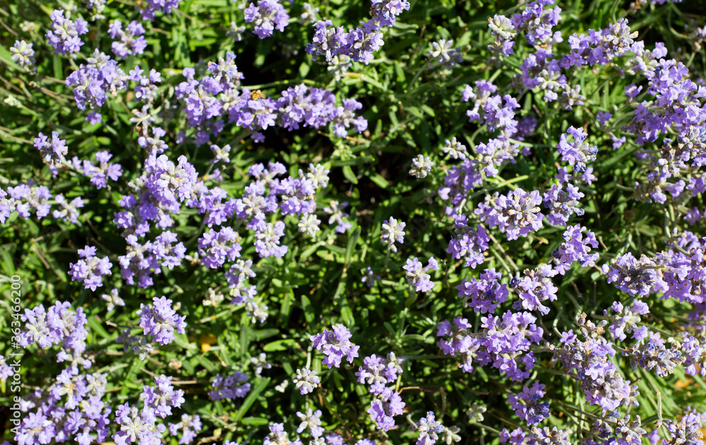 Naklejka premium Naturalne tło z kwiatów bzu. Widok z góry. Lawenda.