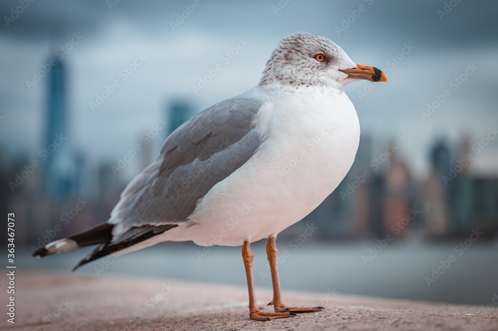 Fototapeta premium seagull in new york skyscraper 