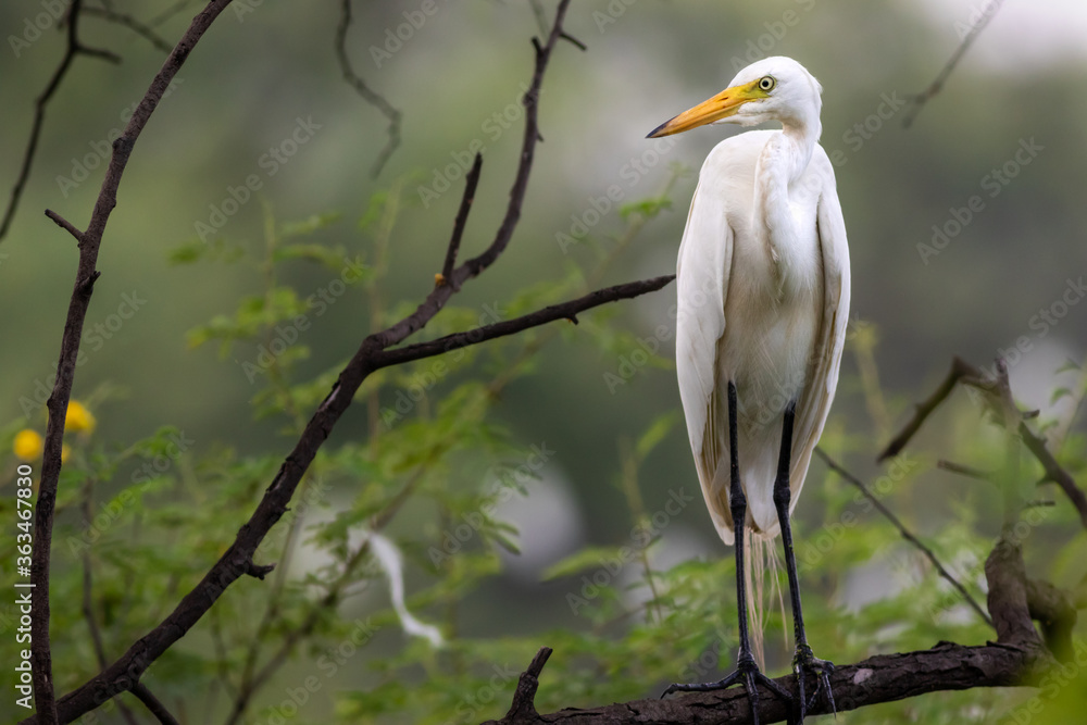 great egret or ardea alba perched on branch with natural green background at keoladeo national park or bird sanctuary bharatpur rajasthan india great egret or ardea alba perched on branch with natural green background at keoladeo national park or bird sanctuary bharatpur rajasthan india