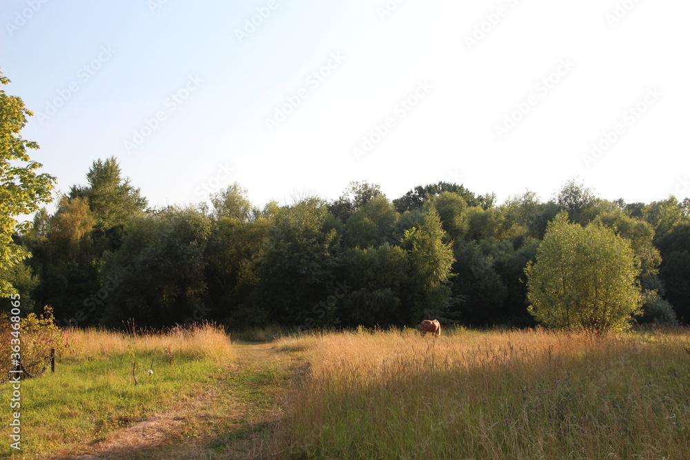 Fototapeta premium horse on the background of the forest and field