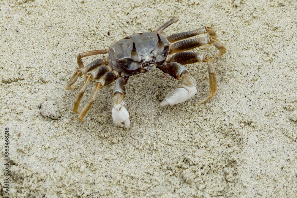 crab on the sand