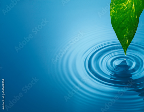 Water drips from the leaves to the surface of the water