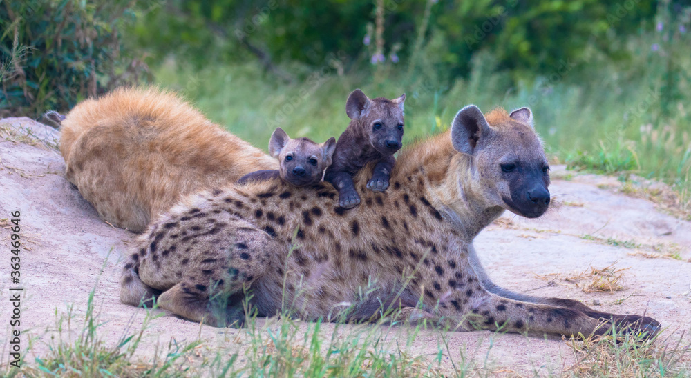 Spotted hyena or laughing hyena with her pup, natural habitat, africa national park Spotted hyena or laughing hyena with her pup, natural habitat, africa national park