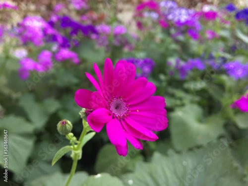 purple flower in the garden