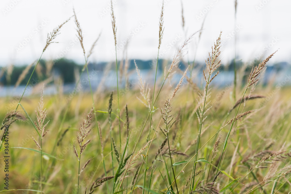Fototapeta premium 稲穂