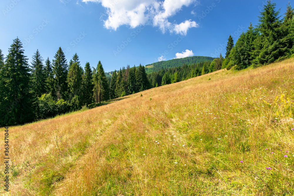 meadows on the hill of mountain in summer. idyllic landscape on a sunny day. beech and spruce trees around the wide glade meadows on the hill of mountain in summer. idyllic landscape on a sunny day. beech and spruce trees around the wide glade