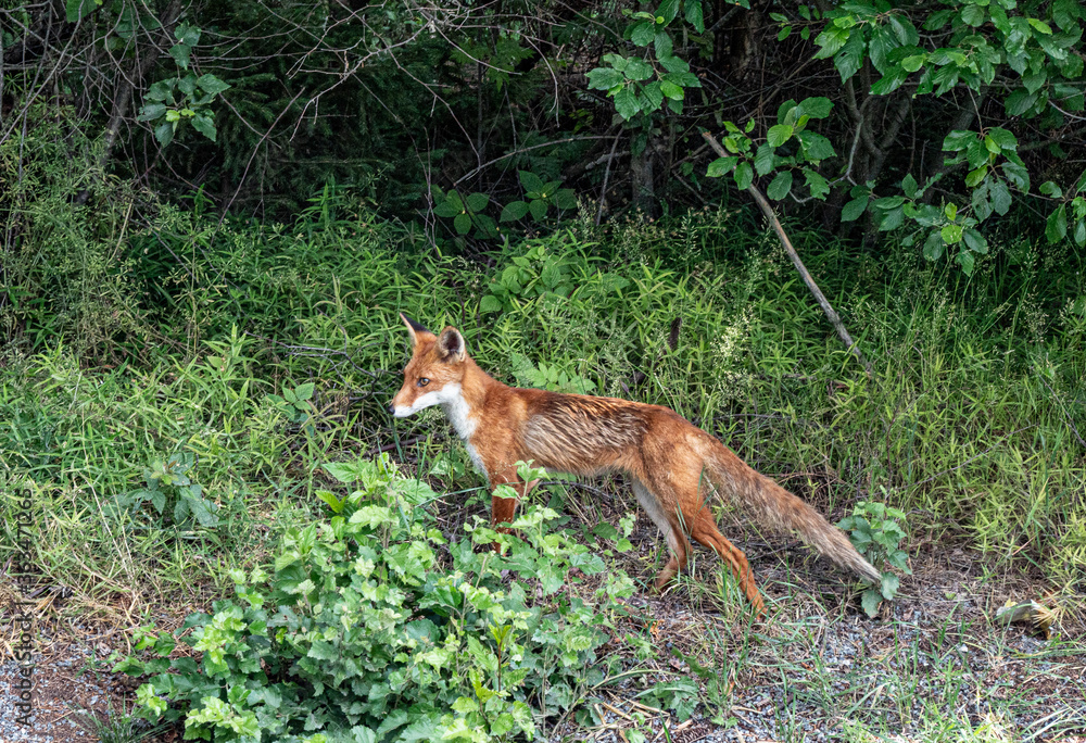 red fox in the wild