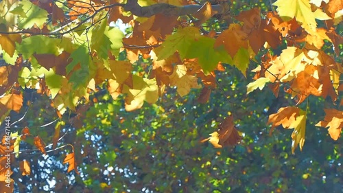 Wallpaper Mural swaying in wind autumn leaf color platanus sycamore tree leaf Torontodigital.ca