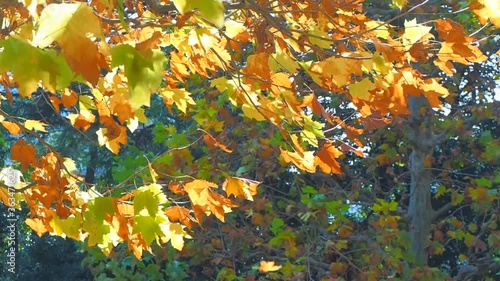 Wallpaper Mural swaying in wind autumn leaf color platanus sycamore tree leaf Torontodigital.ca